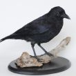 Zwarte kraai, Corvus corone
